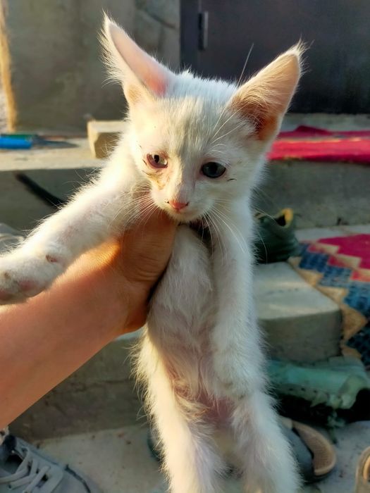Отдадим котят в хорошие руки.