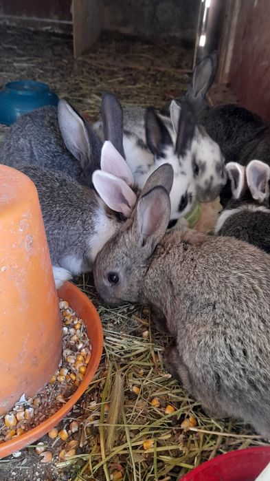 Quyonchalar sotiladi