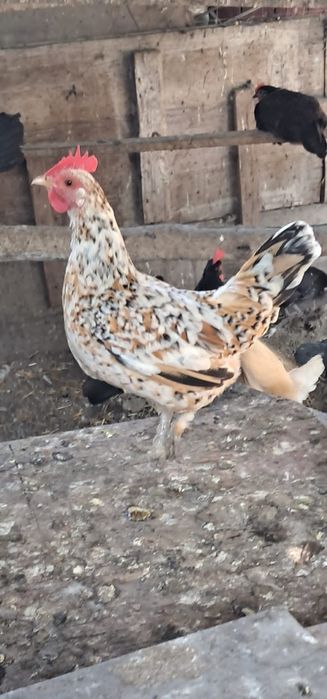 Vînd perechi găini pitice