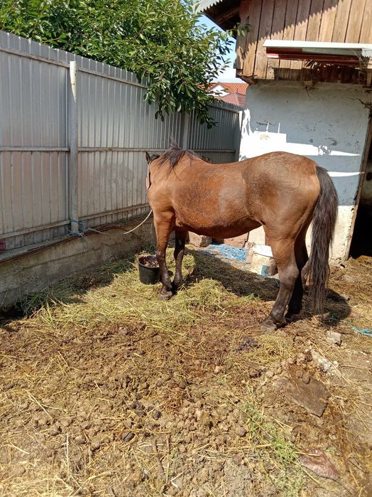 Vând o iapa cuminte pentru un om gospodar