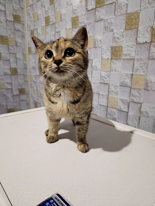 Котенок в добрые руки