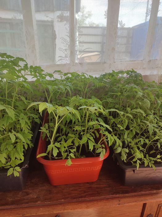 Продам помидоры разные