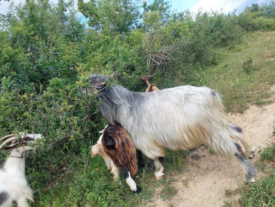 Vând iezi de monta și țapi mari