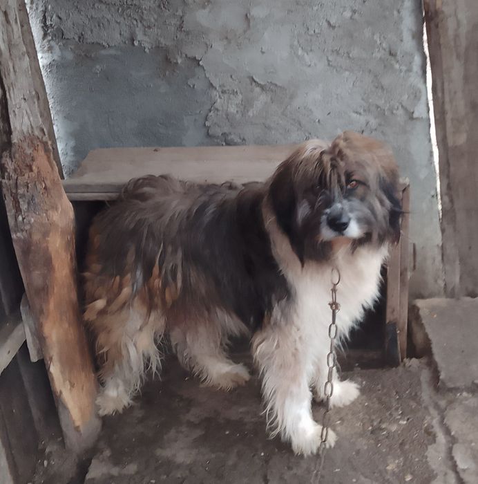Câine ciobănesc  donez