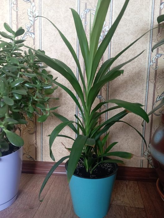 Финиковая пальма.