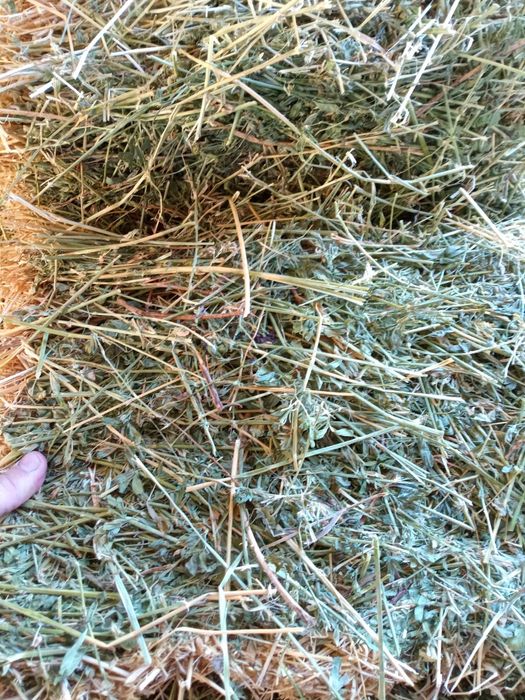 Baloti mici de lucerna