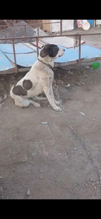 Алабай сатыладыы