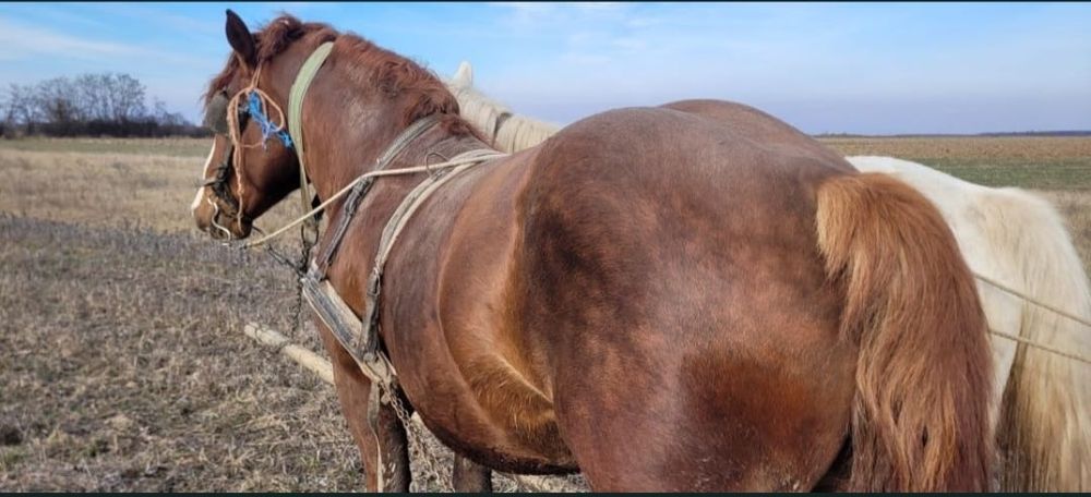 Vând Armăsar șarg