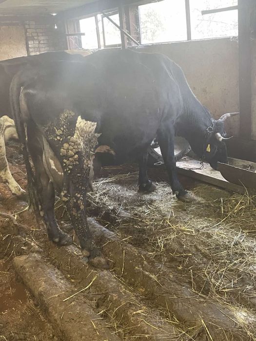 Продавам крави и телета Перник.          .