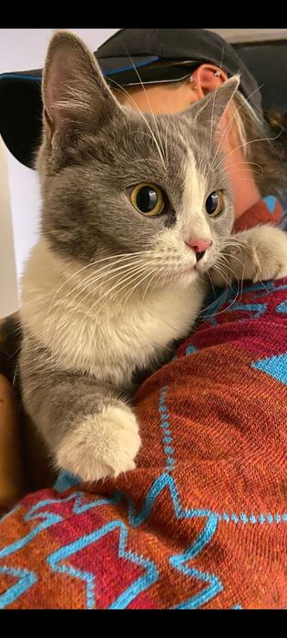 Милая и ласковая кошечка