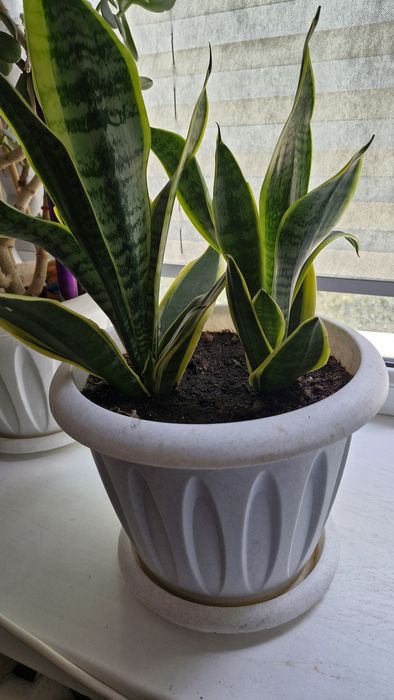 Комнатные цветы продам