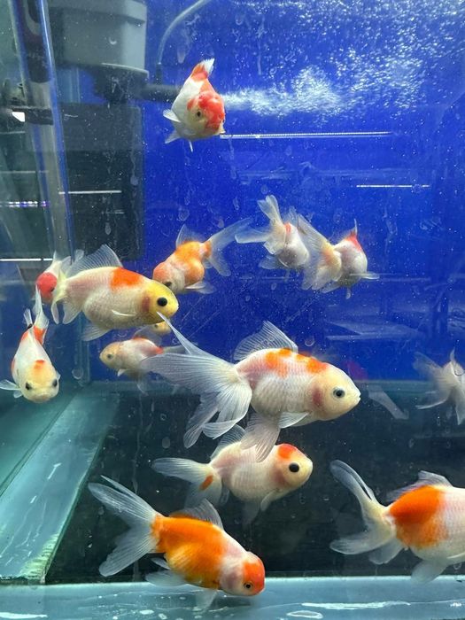 Akvarium uchun Baliqlar