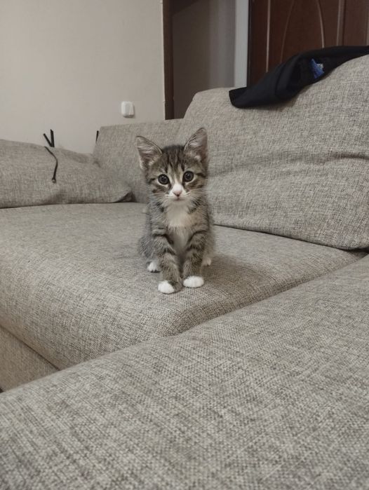 Отдам в добрые руки