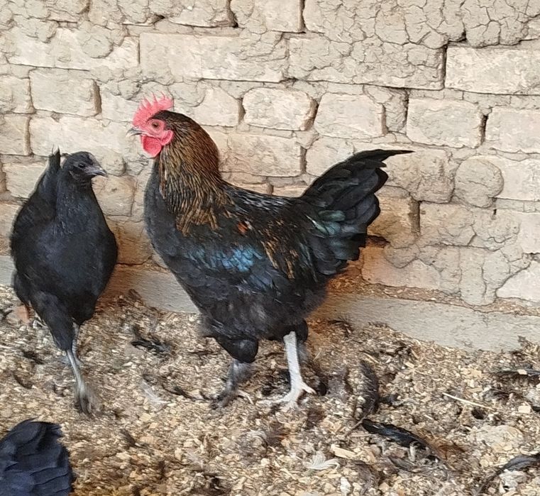 Хўроз. Horoz соғлом.