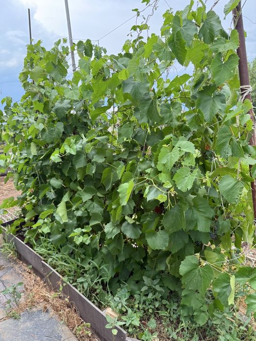 продам дачу с урожаем