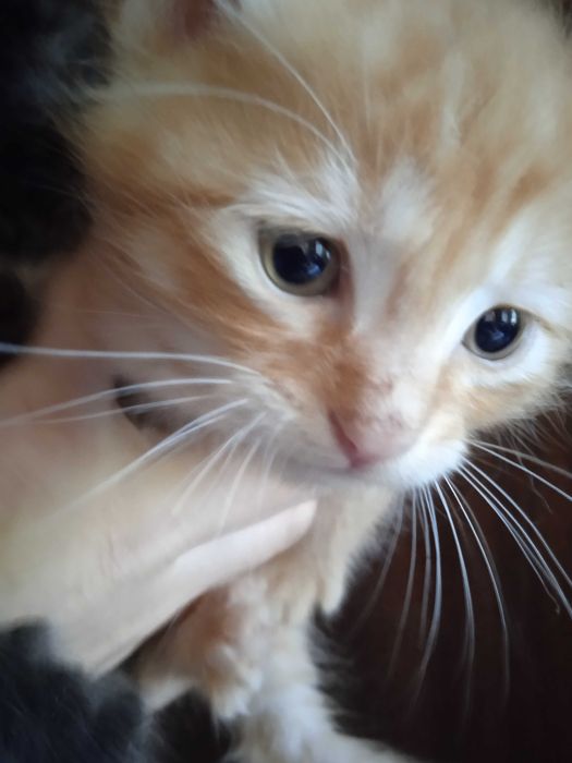 Красивые пушистые котятки, 35 дней.