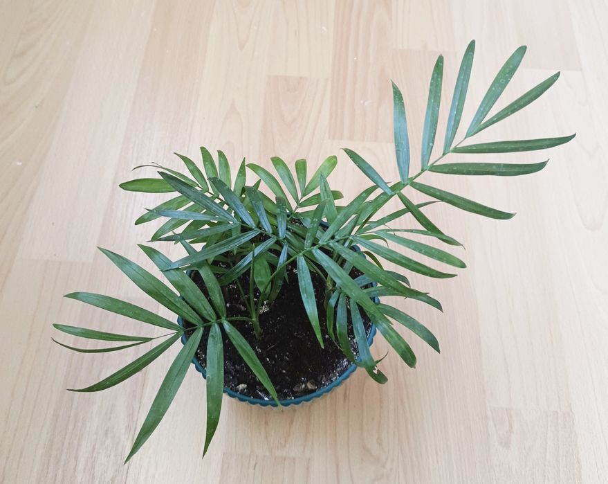 Хамедорея(бамбуковая пальма).