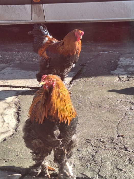 Cocoși Brahma  tineri