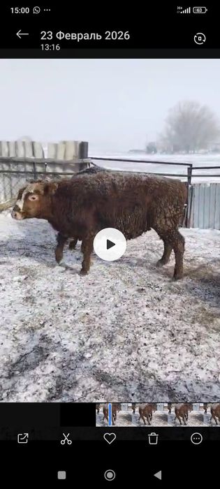 Бұқа откорм сатылады