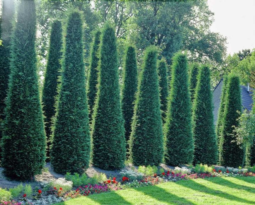 Кипарис Лейланди, (Cupressus leylandii)
