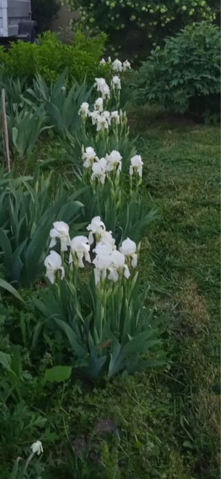 Iriși germanica  (stanjenei)