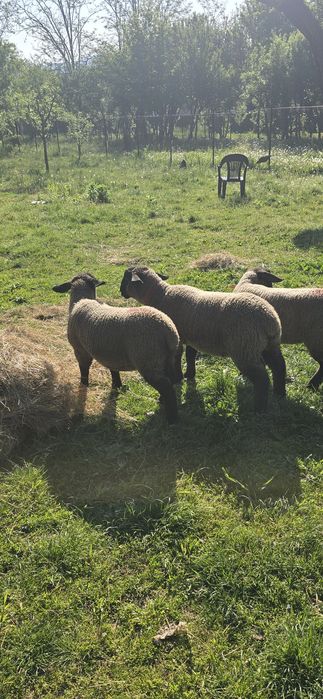 Vând suffolk mielute și berbecuț