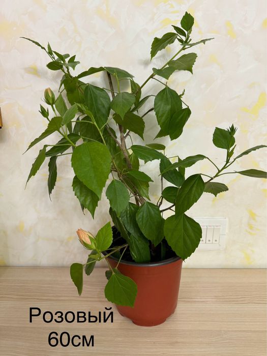 Продам "Гибискус "китайская роза