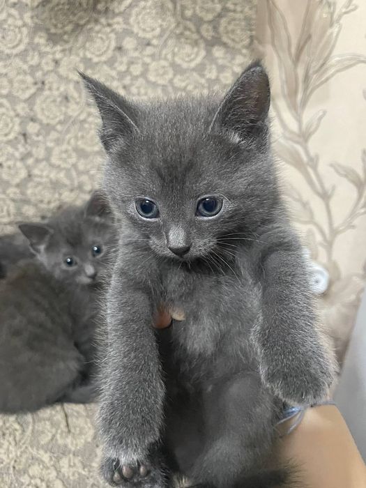 Отдаем котят в добрые руки