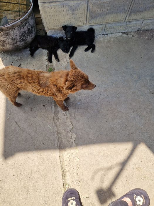 Căței de întors oile