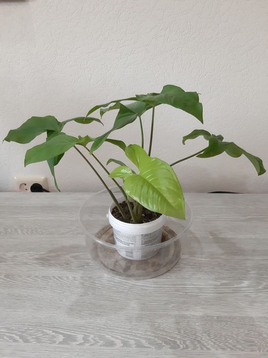 Комнатные цветы по 2000 тг