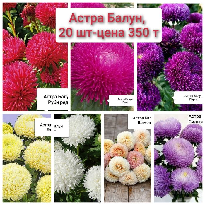Профессиональные семена астры