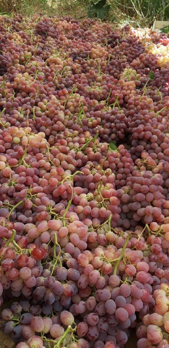 Uzum  kòcatlari va qalamchasi ZARKENT