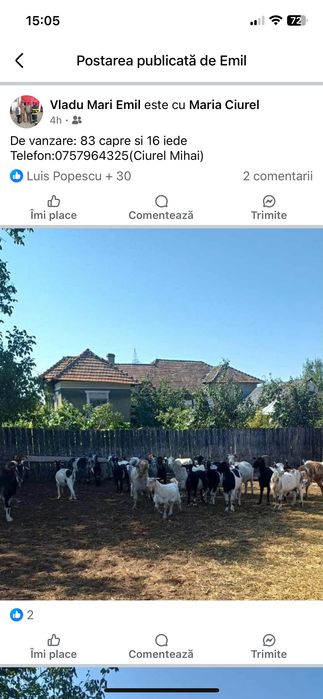 Animale domestice Capre