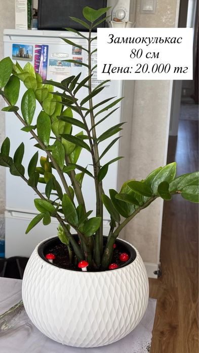 Продаю домашние цвет