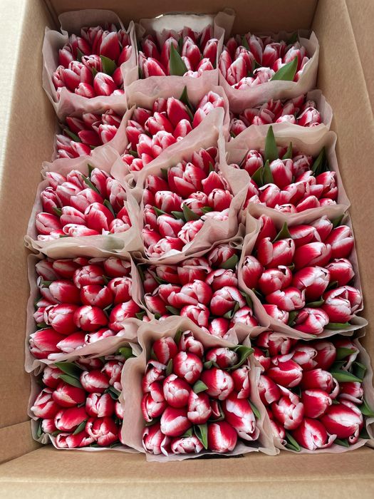 Тюльпаны Беларусь