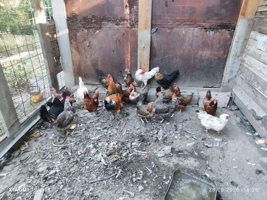 Продам 18  кур и 2 петуха