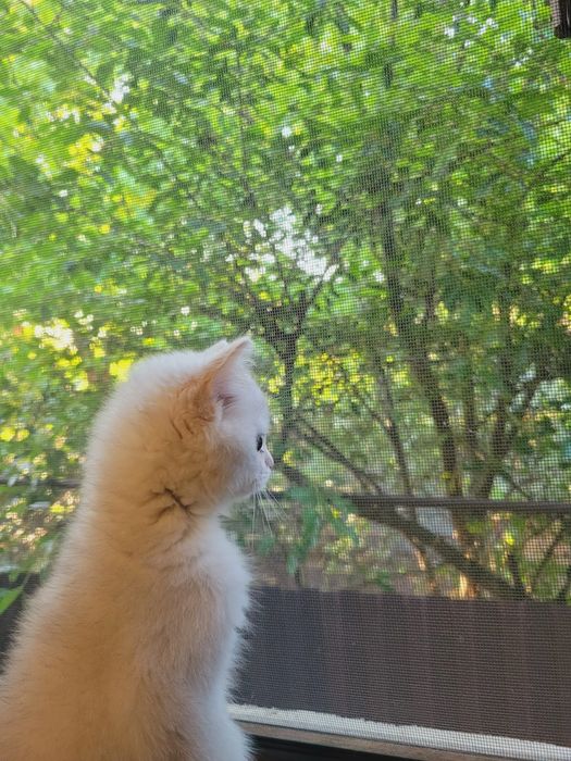 Котенок Британский Шиншила
