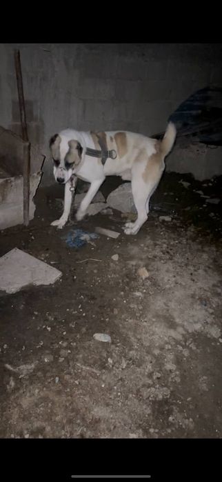 Alabay sotiladi kelishilgan narxda