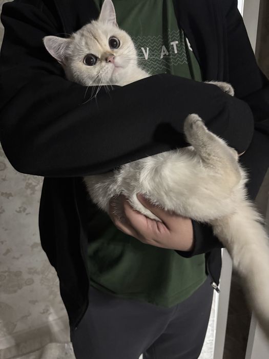 Продается кошка. Серебристая шиншилла. Скоттиш страйт