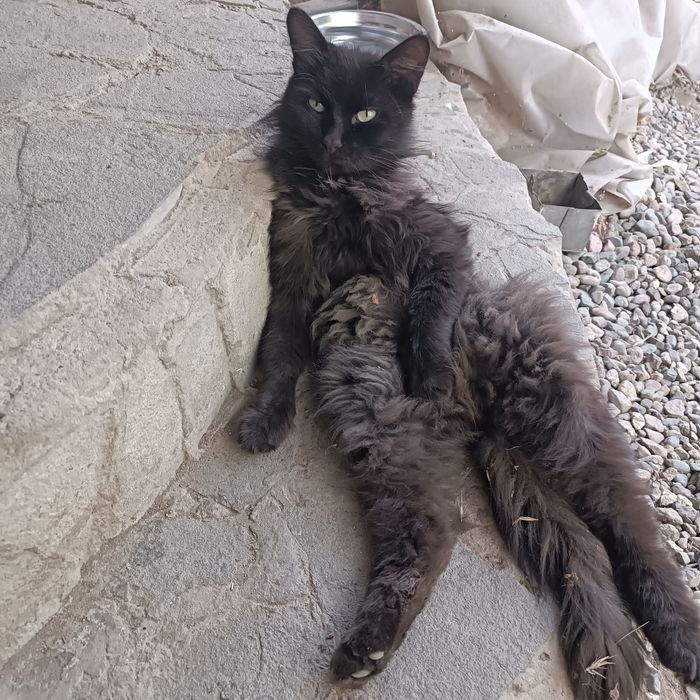 Потерялся чёрный кот