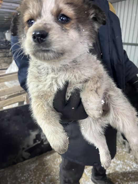 Щенки красивые, 2 месяца