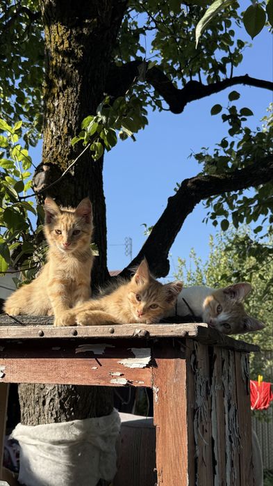 Котики 2,5 месяца ищут хозяев