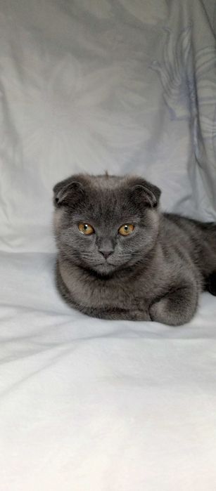 Продаётся котёнок! Порода Британская короткошёрстная.