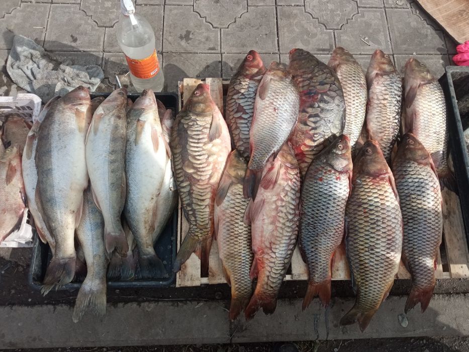 продаю свежую рыбу