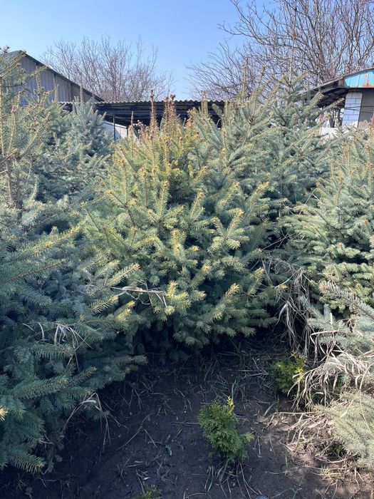 Голубая ель