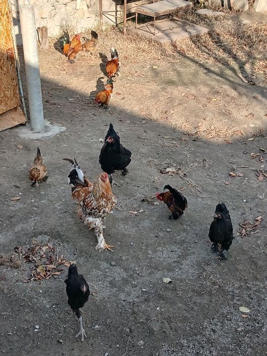 Япон товуклар сотилади