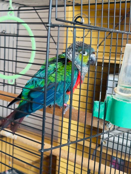 Папагал Пирура Молина