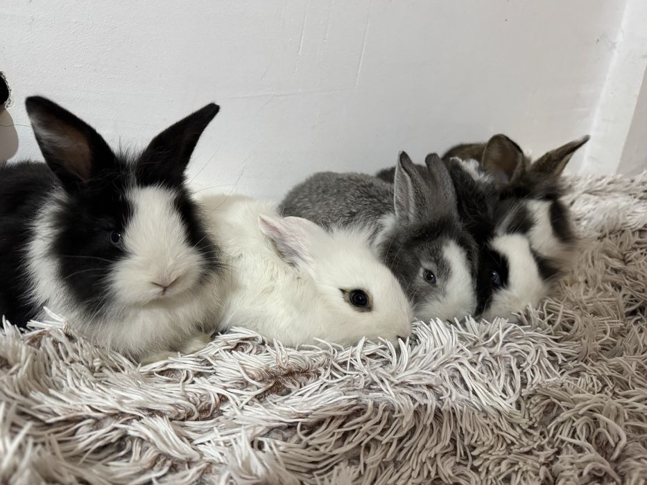 iepurași cap de leu de companie