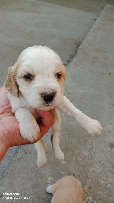 Продам щенков ..