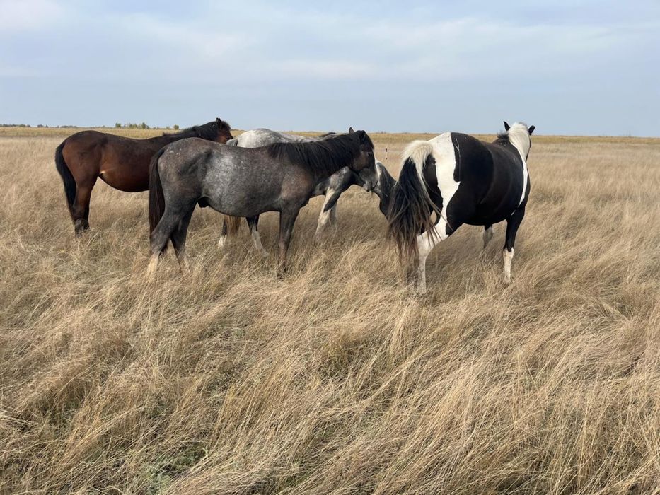 Продам тай 1,7